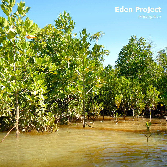 Eden Project Tree Planting