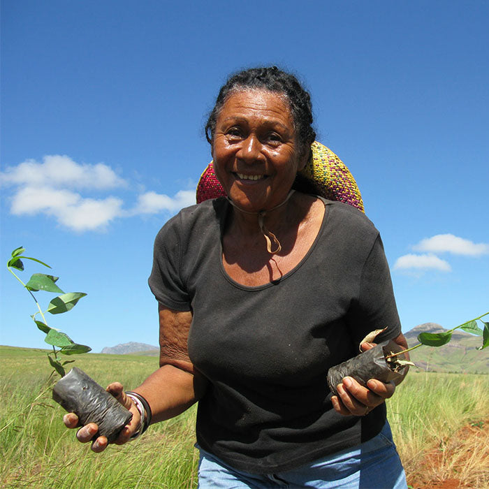 Lucky Cow Tree Planting